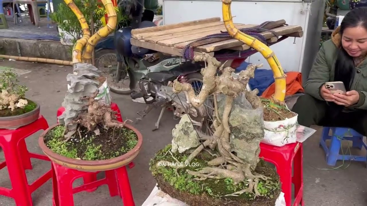 Hoàng cây tiếp tục ra chợ mang nhiều cốt si
