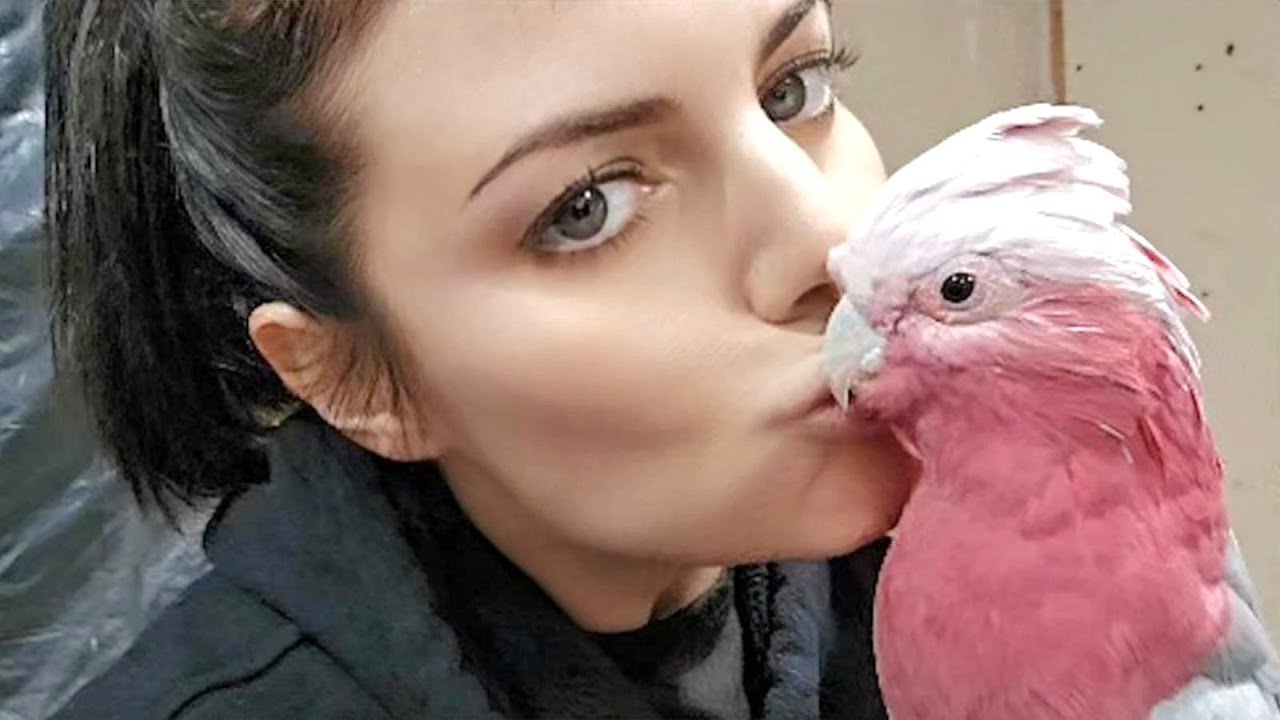 My Parrots Reactions After Not Seeing Me For a MONTH / Bird Room Teaser | #parrots #parrottraining
