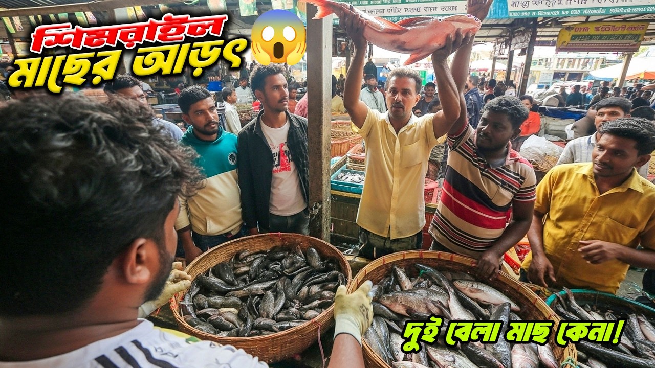 চিটাগাংরোড শিমরাইল মাছের আড়ৎ | দিনে দুই বেলা মাছ কেনার সুযোগ!| Wholesale fish market 2026