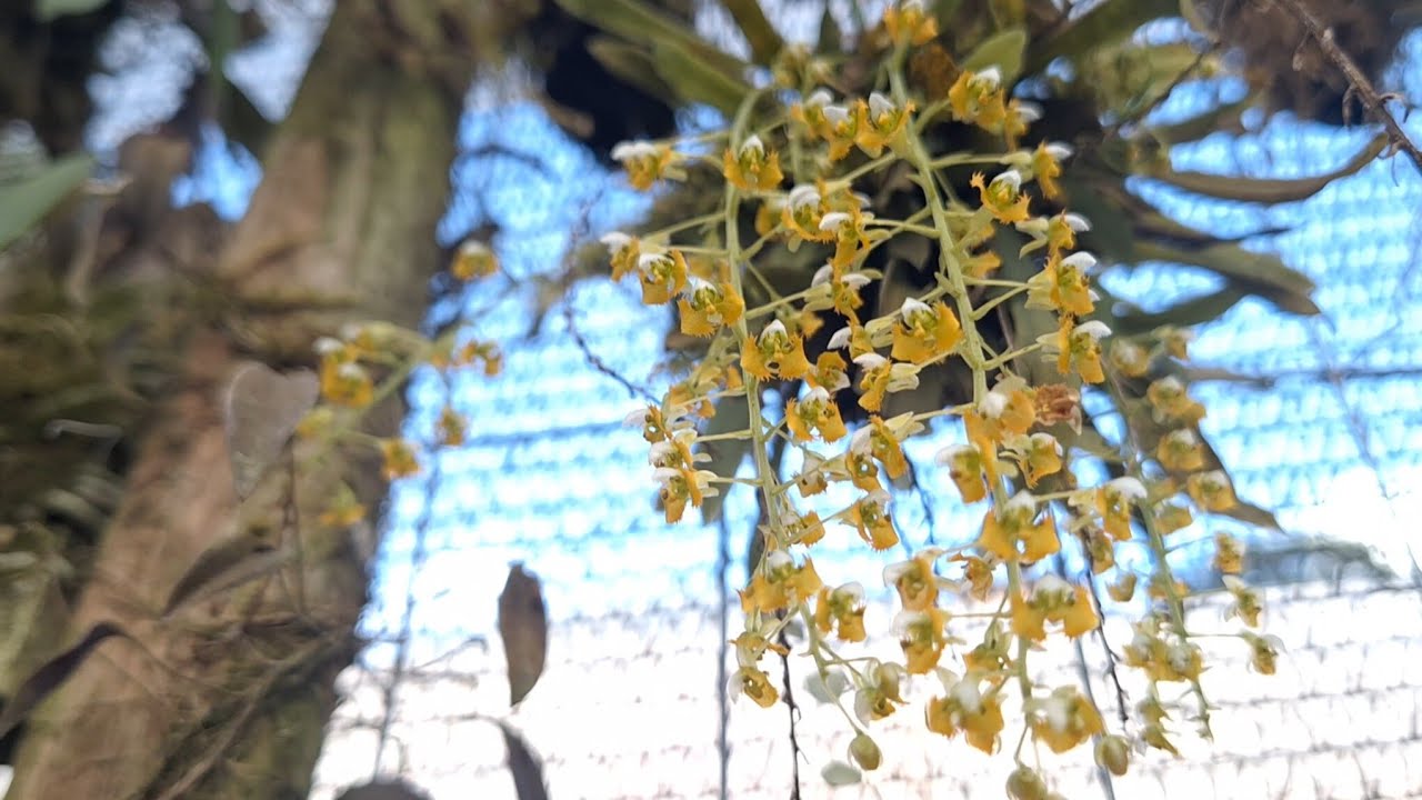 Manutenção das orquideas, e do jardim ,encontrei uma surpresa nas orquideas 