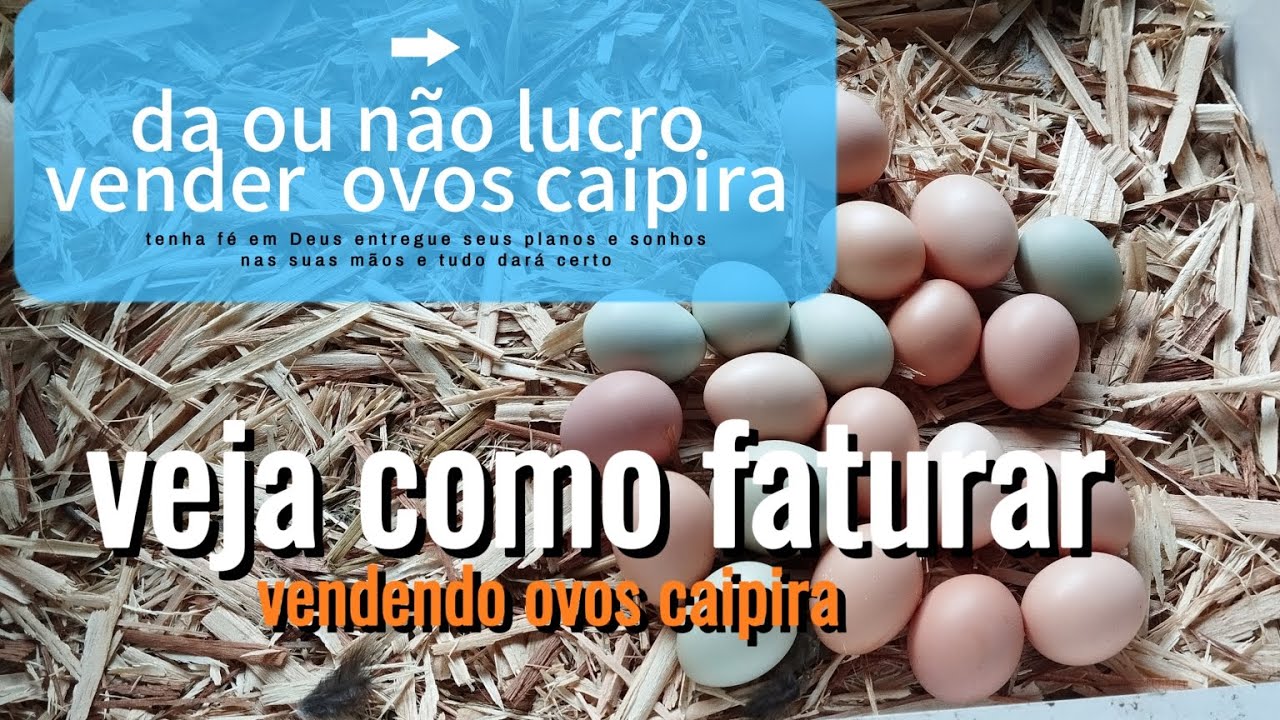 renda extra com a venda de ovos, galinha poedeira GLC  melhor galinha do Brasil ovos multicoloridos