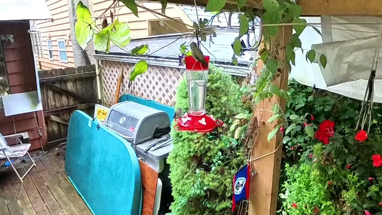 Hummingbirds Fighting