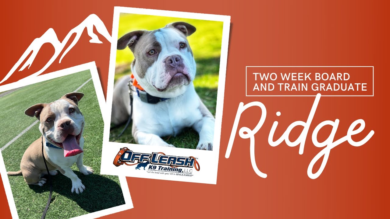 Pit Bull French Bulldog Mix, 8 m, 