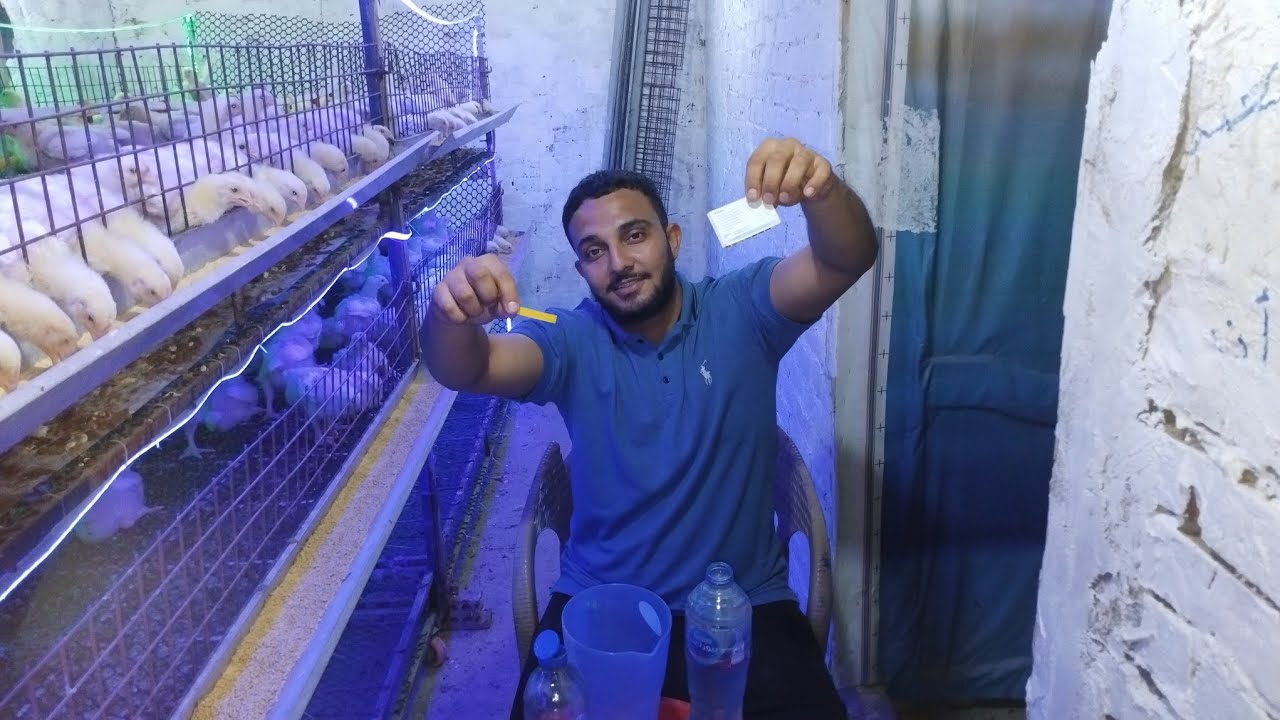 الحل النهائي للإسهالات وكششان الفراخ ونقص الأوزان 🐔💧