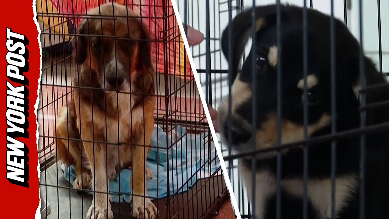 Hundreds of Animals Stranded as Disastrous Wildfires Continue to Sweep Across Athens