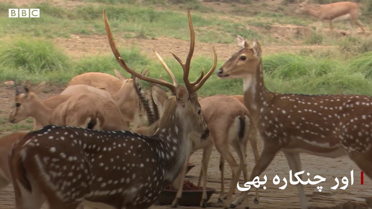 Bahawalpur's LaL Suhanra National park, home of Chinkaras