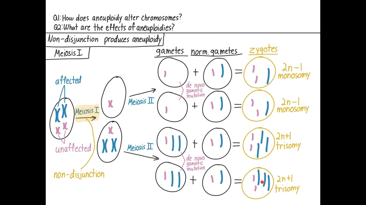 Aneuploidy