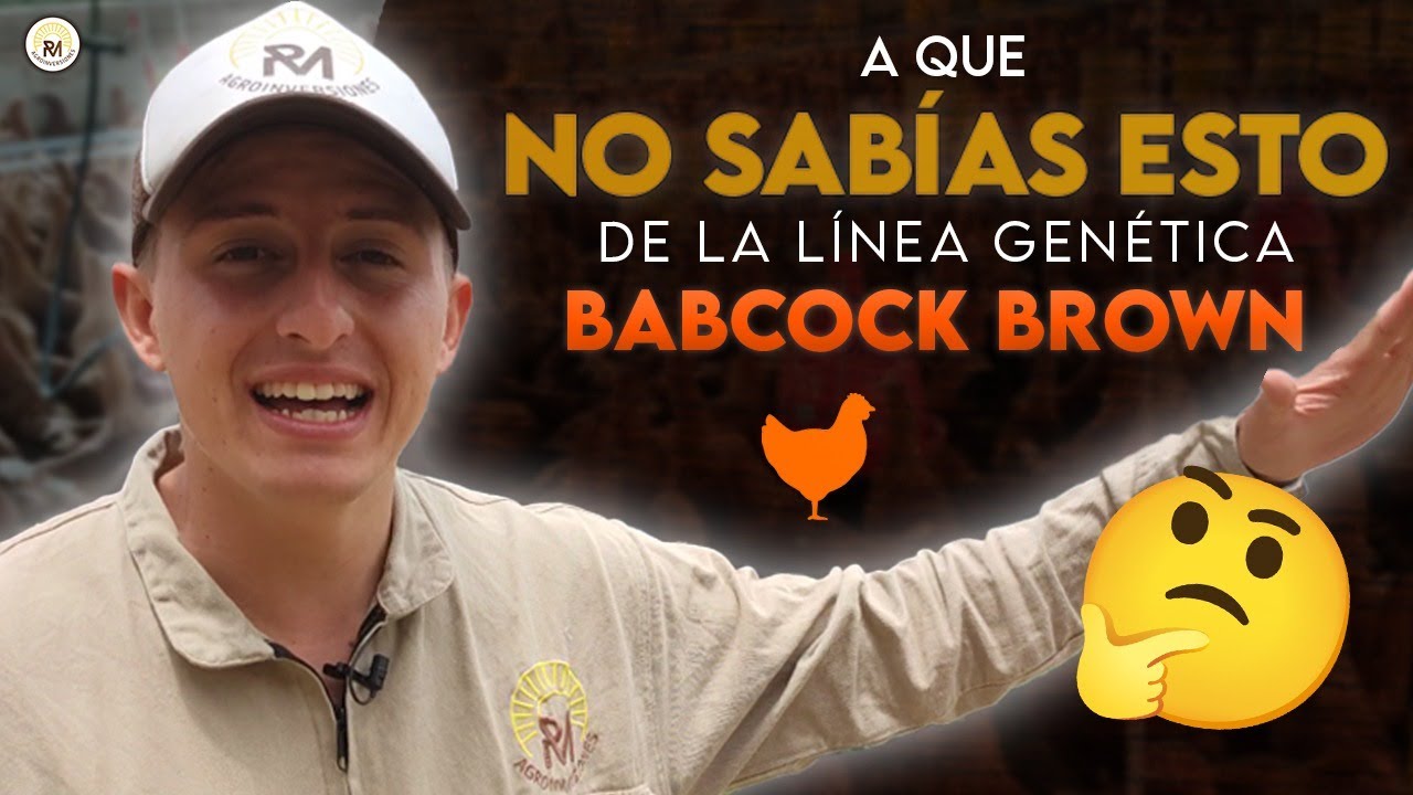 Línea genética Babcock Brown | GALLINAS PONEDORAS RENTABLES | características