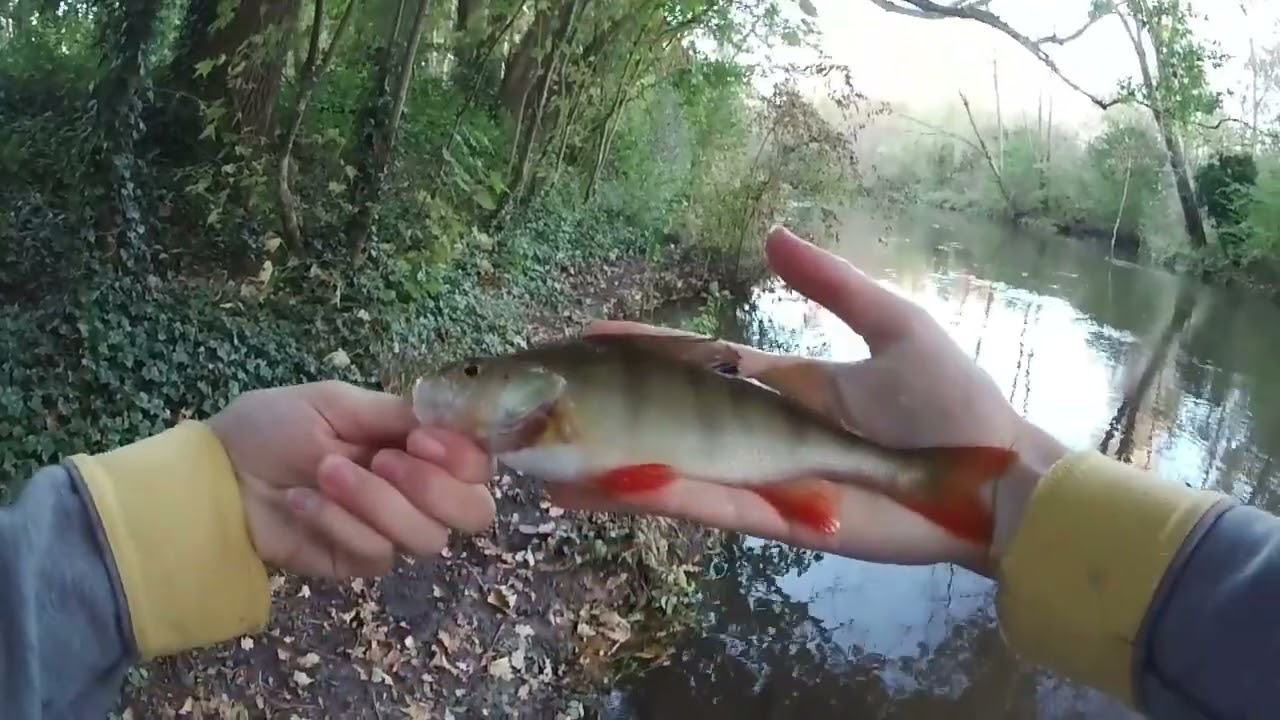 Pêche de la perche au leurre dans l'Essonne à Boutigny
