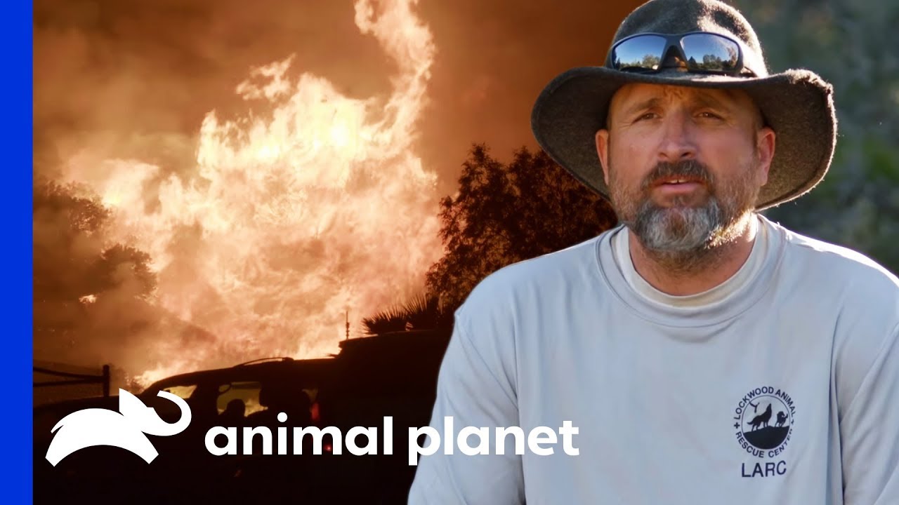 450 Animals Saved From California Wildfire | Wolves and Warriors