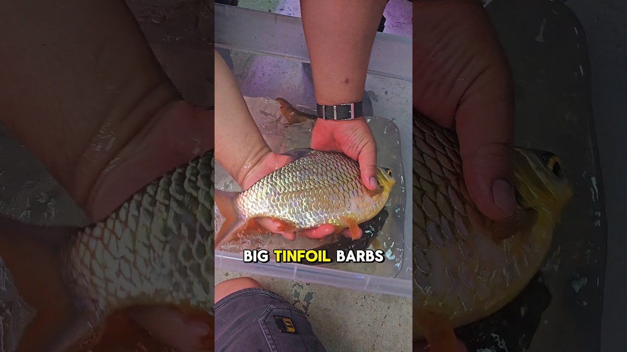 Tinfoils are monster sized barbs   #aquariumhobby #aquariumfish #monsterfish