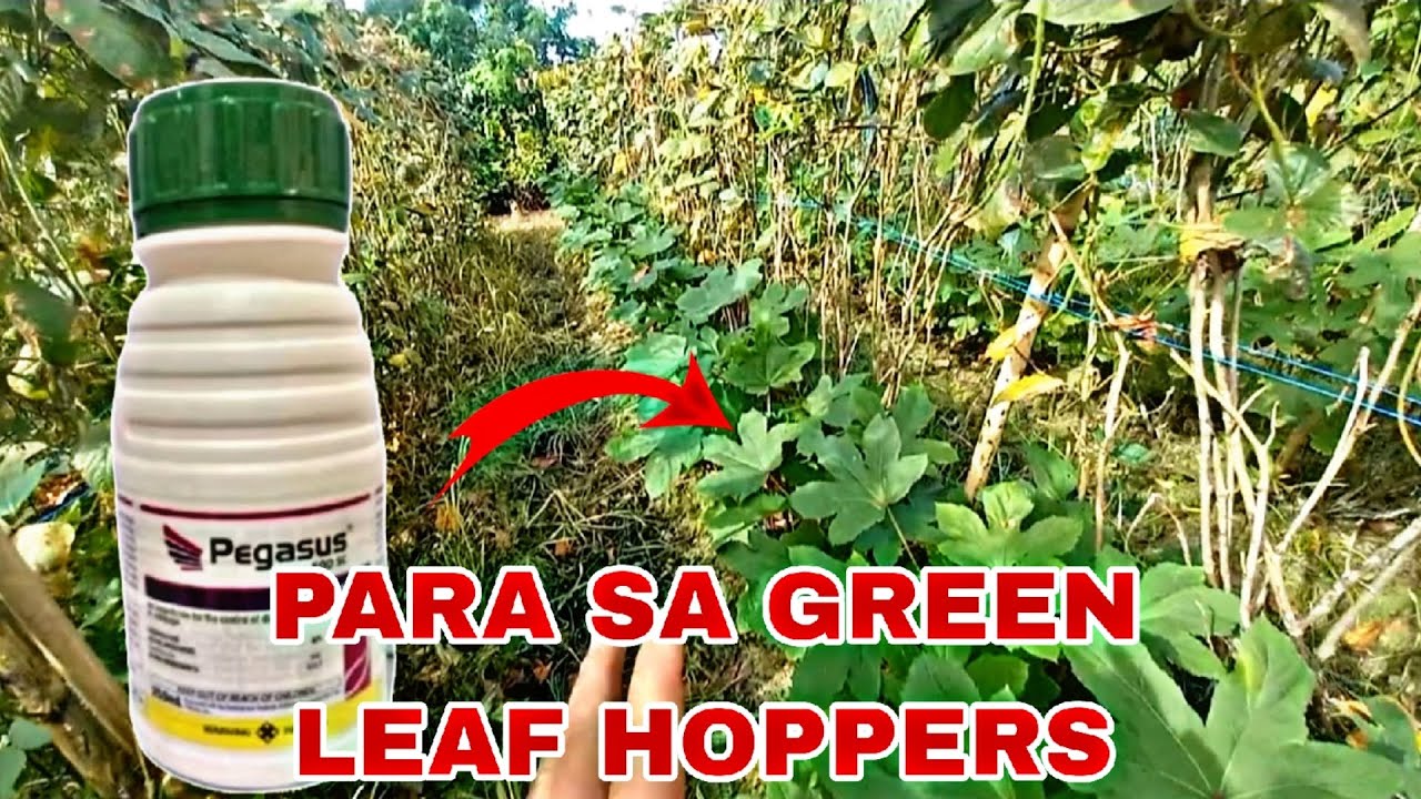 PARA SA GREEN LEAF HOPPERS PARA DI MAG MANGKOK ANG DAHON