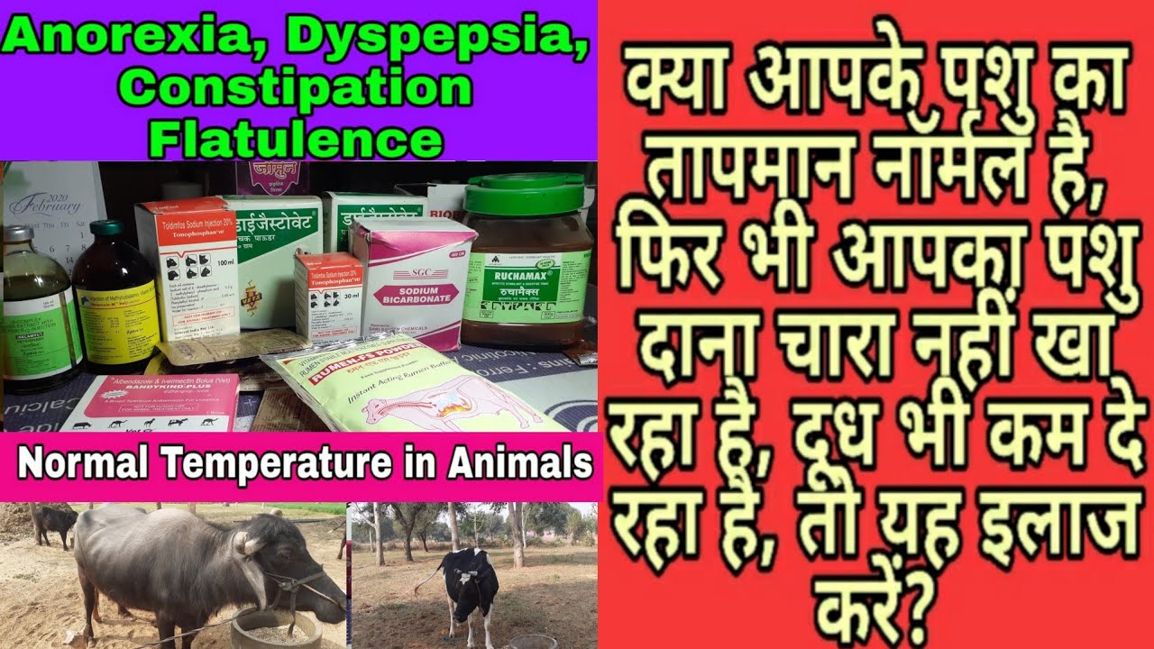 क्या आपके पशु का तापमान नॉर्मल है, फिर भी आपका पशु दाना चारा नहीं खा रहा है,दूध भी कम दे रहा है ?