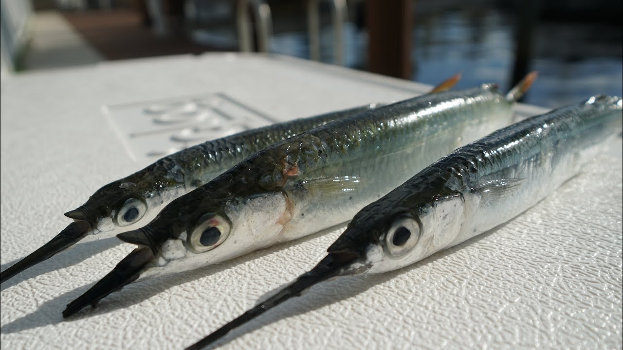 We ATE Our BAIT...AGAIN- Catch Clean Cook- Netting Ballyhoo