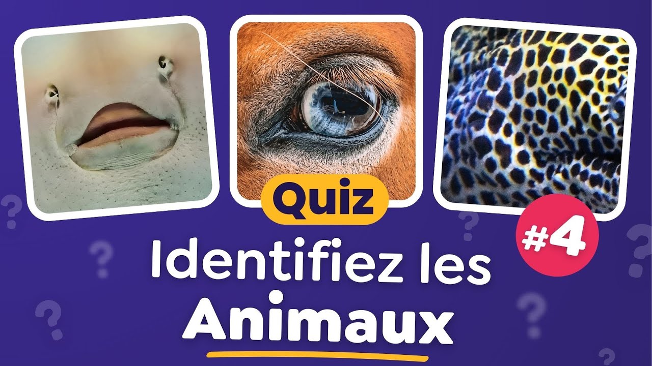 QUIZ Animaux : Devinez les Animaux en Photos #4 - 30 Questions