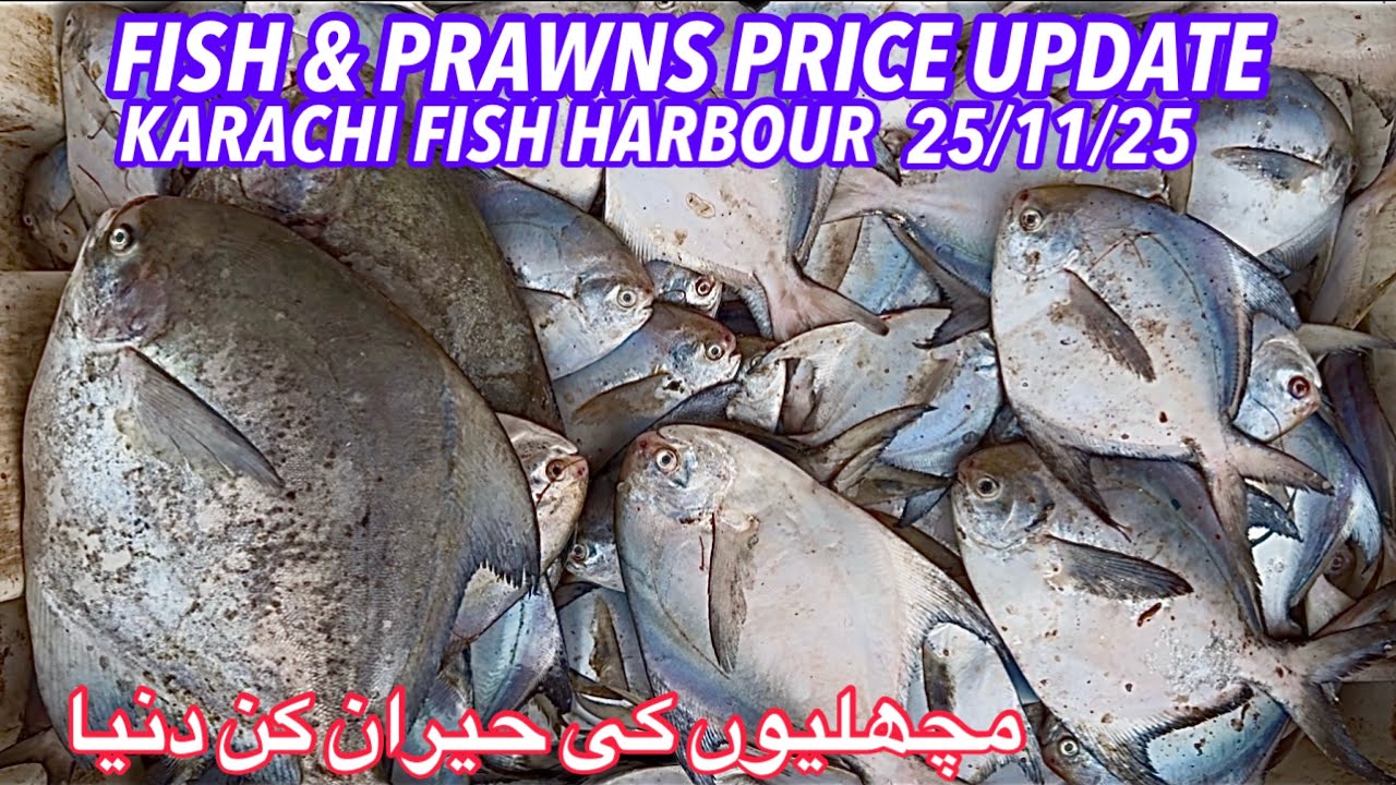 FISH & PRAWNS PRICE UPDATE KARACHI FISH HARBOUR 