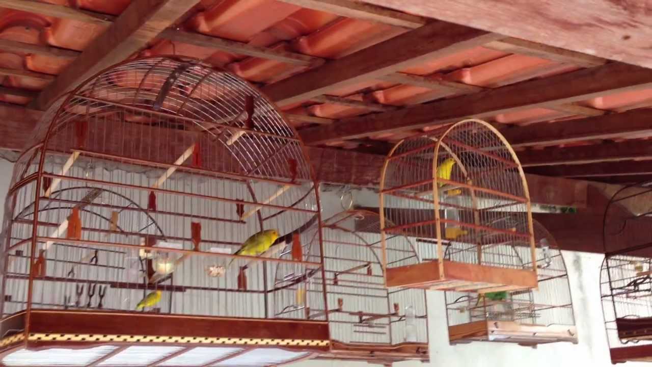 Canário da Terra DANILINHO dando show também na baderna!