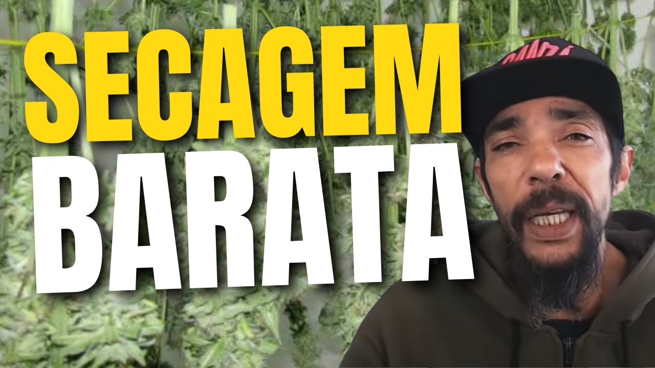 SECAGEM DA GANJA A BAIXO CUSTO: Como fazer, principais erros, temperatura, umidade e ventila&ccedil;&atilde;o