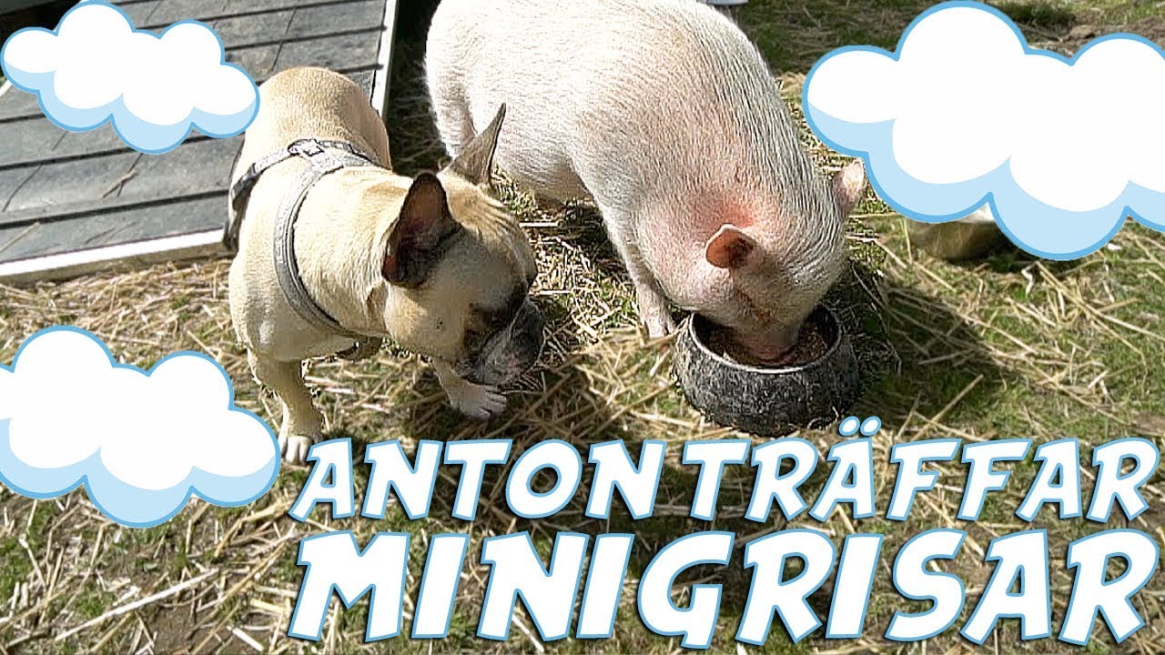 ANTON TRÄFFAR: Minigrisar!!
