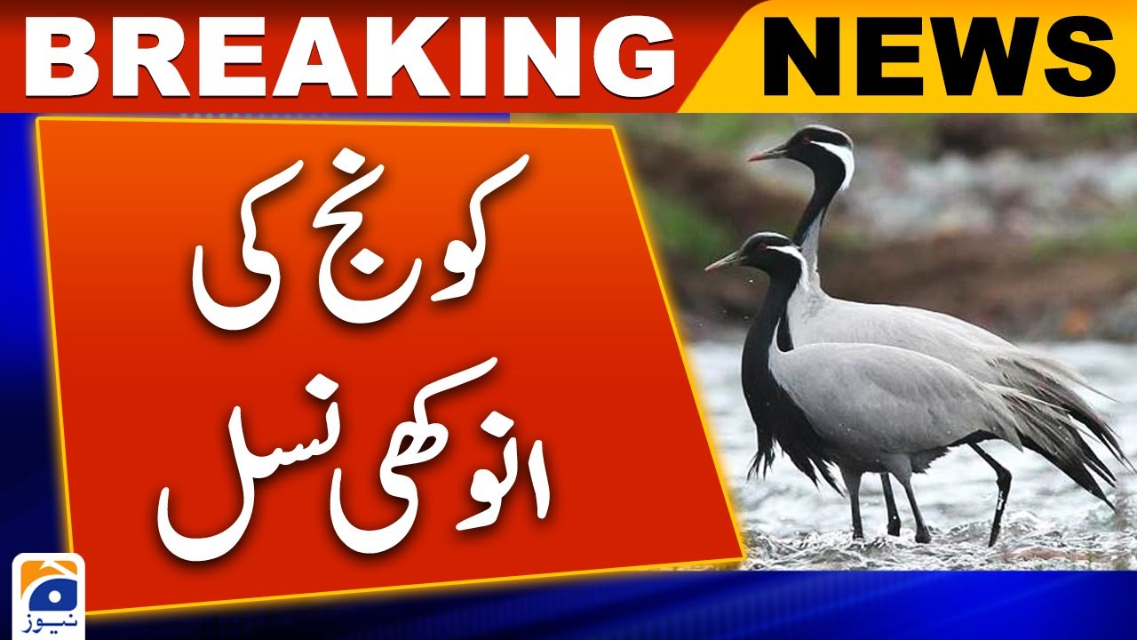 Birth of a unique species of corner bird in Peshawar Zoo | Geo News
