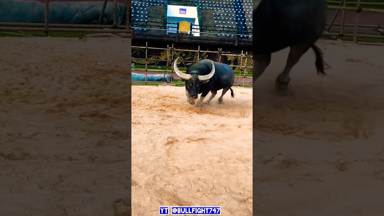 Most Agressive fighter Buffalo in the Works -Asian Water BuffaloFight2025 #buffalofight #Animalfight