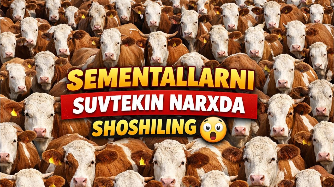 SEMENTALLARNI SUVETEKIN QIVORDIYU SHOSHILING BUNAQASI KAMDAN KAM BO’LADI