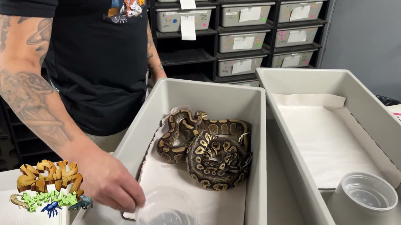 ￼#ballpython