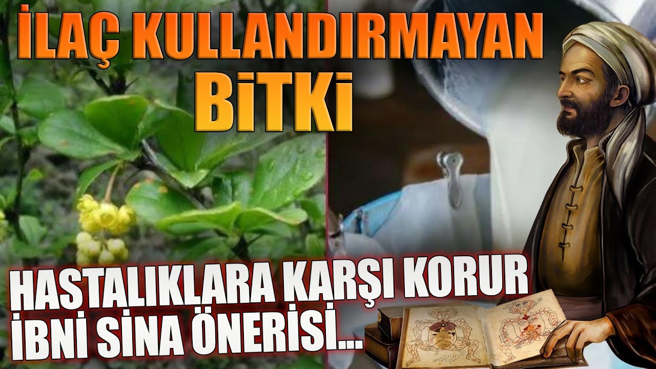 İla&ccedil; Kullandırmayan Bitki! HASTALIKLARA KARŞI KORUR İBNİ SİNA &Ouml;NERİSİ...