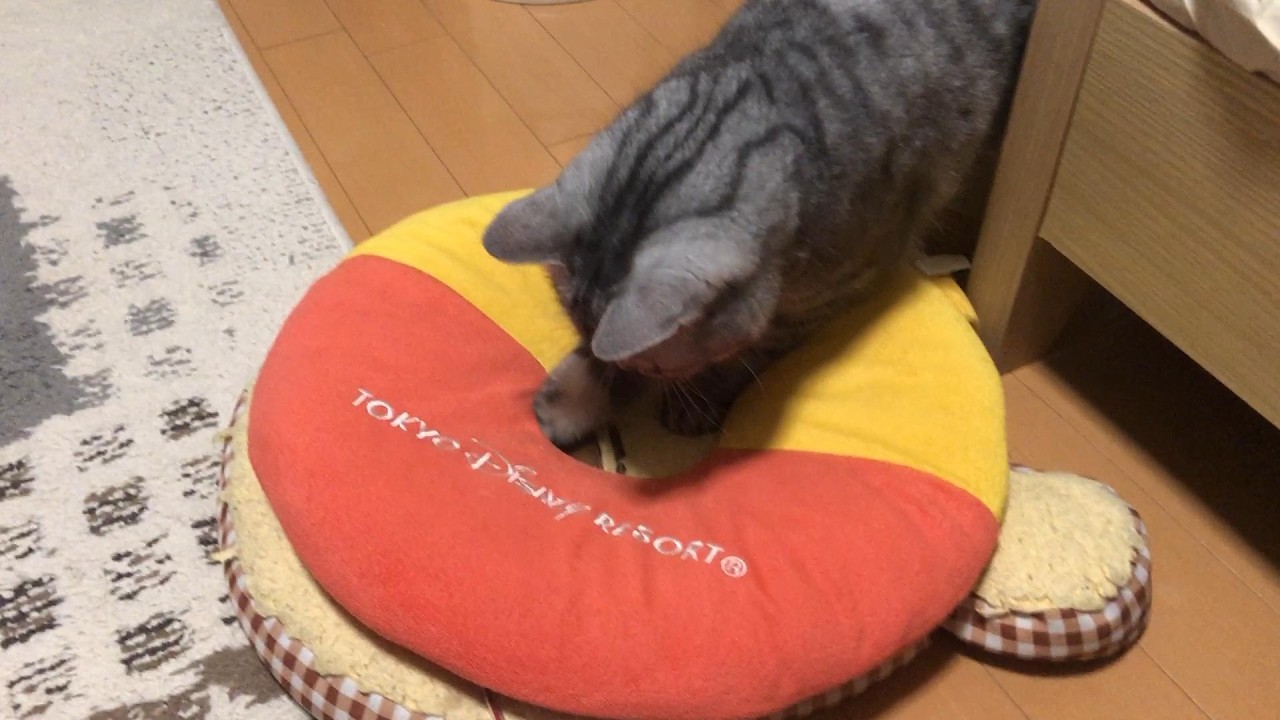 カメラ向けられると冷静になるにゃ、な猫 #ひめちゃん