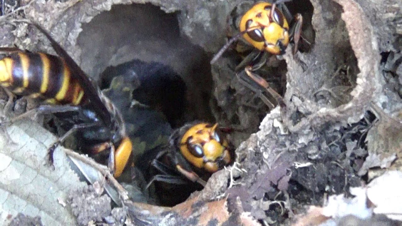 郡山市でスズメバチ駆除- 公園の散歩道で飛び回るオオスズメバチ！ 散歩道の土手に巣！
