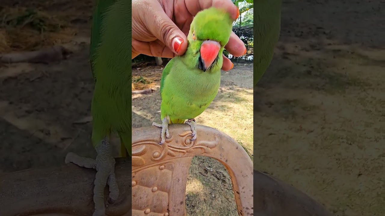 মিঠির দুষ্ট দুষ্ট কথা শুনুন #birds #parrot #funnyparrot 