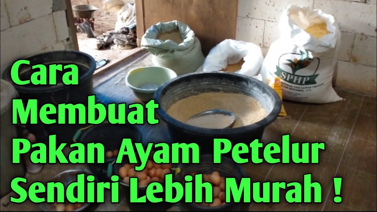 Cara Membuat Pakan Ayam Petelur Sendiri