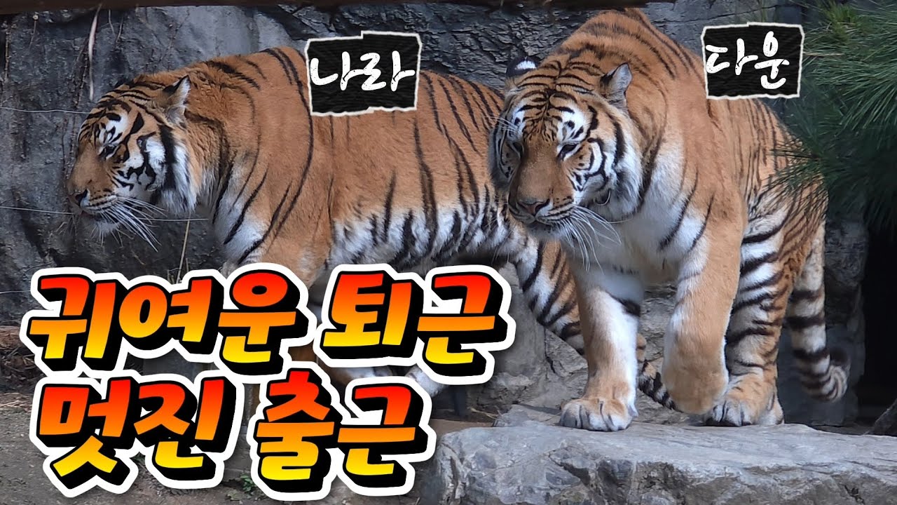 🗓20260311 타이거밸리 🎦귀여운 퇴근, 멋진 출근🎦 💕🐯아름🐯우리🐯다운🐯나라💕