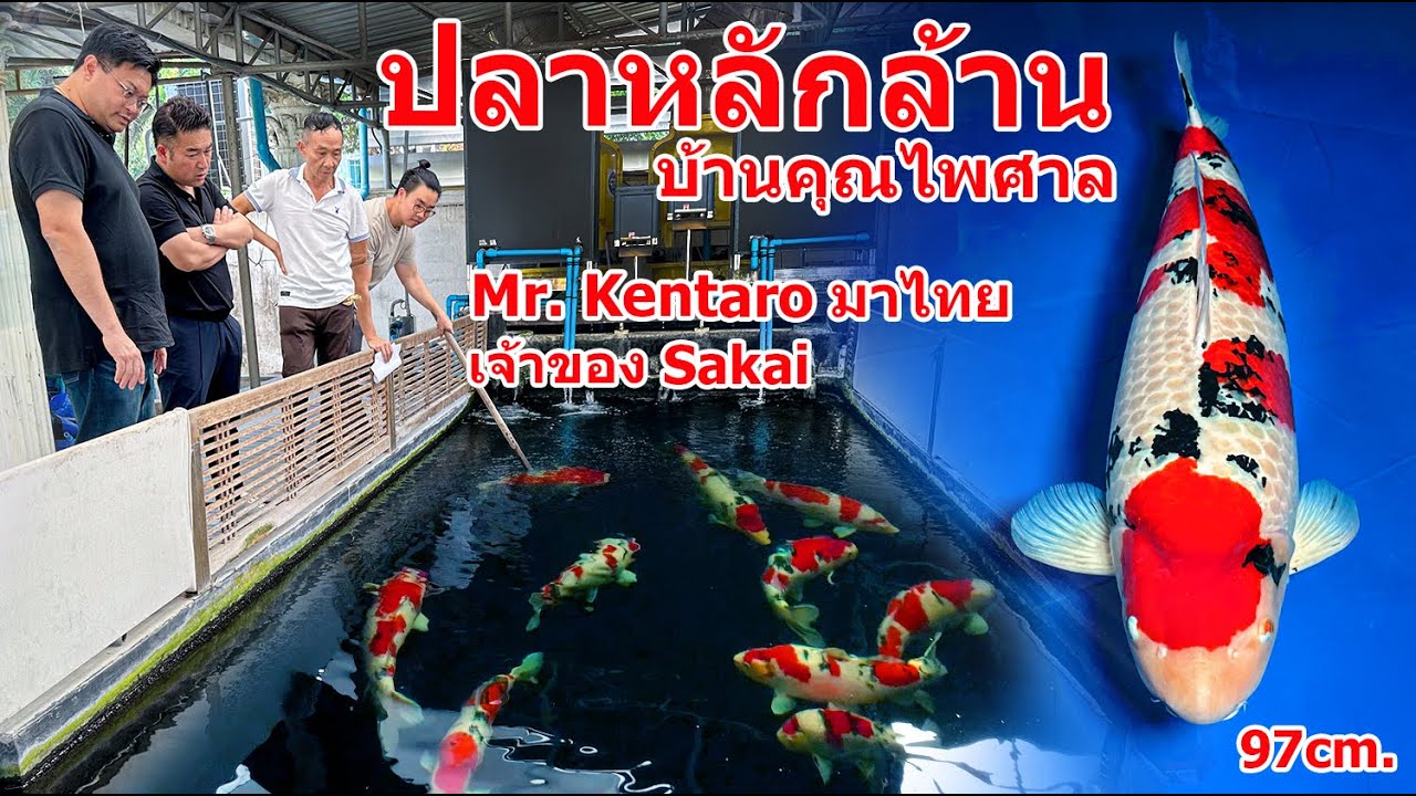 ดูปลาคาร์พหลักล้าน บ้านคุณไพศาล กับ Mr. Kentaro  เจ้าของ Sakai fish farm