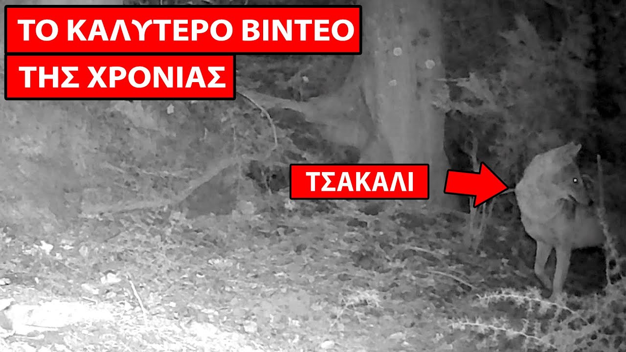 &Alpha;&pi;ί&sigma;&tau;&epsilon;&upsilon;&tau;&omicron;! &Alpha;&gamma;&rho;&iota;&omicron;&gamma;&omicron;ύ&rho;&omicron;&upsilon;&nu;&omicron; &Kappa;&upsilon;&nu;&eta;&gamma;ά &Tau;&sigma;&alpha;&kappa;ά&lambda;&iota; &sigma;&tau;&omicron;&nu; &Tau;&alpha;ΰ&gamma;&epsilon;&tau;&omicron;