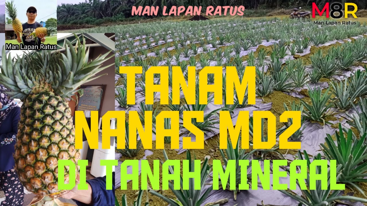 TANAM NANAS MD2 DI TANAH MINERAL