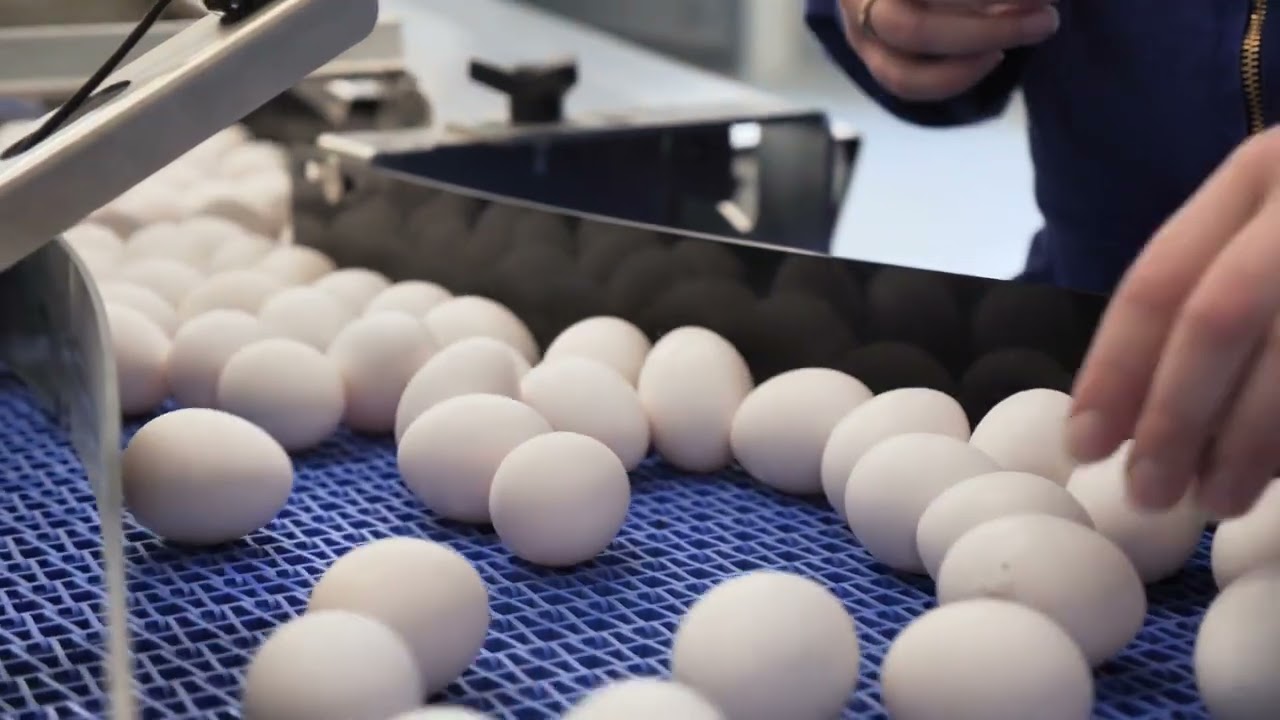 Farmpacker Mopack EP behandelt Eier mit größtmöglicher Sorgfalt