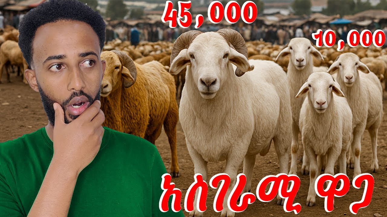 አብረን በግ እንግዛ🐑| የአዲስ አመት የበግ ገበያ ምን ይመስላል! | DailyVLOG #20