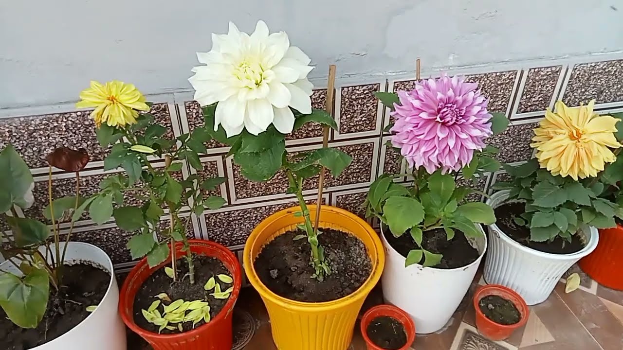 Gardening 🎣 flowers daheliya