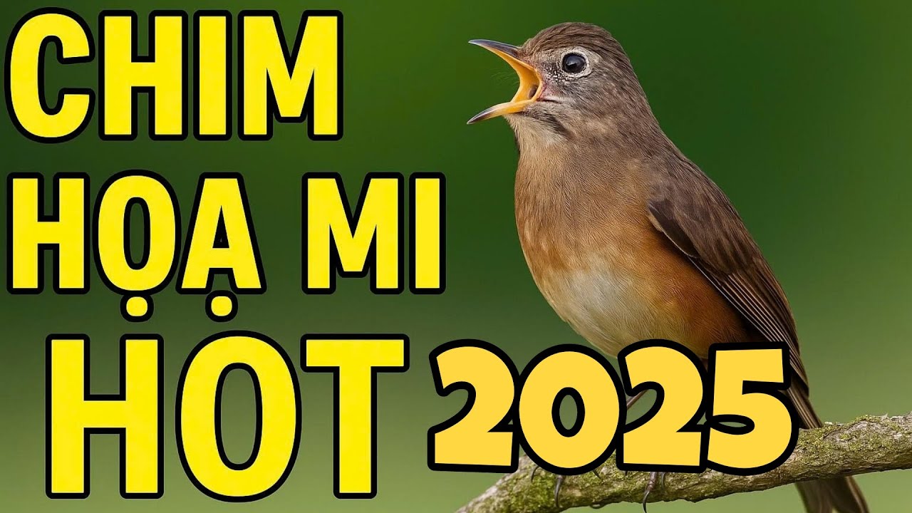 Tiếng Họa Mi Hót Gọi Đàn Cực Hay Mới Nhất Năm 2025 | The Nightingale Calls the Herd | Cường Miền Quê