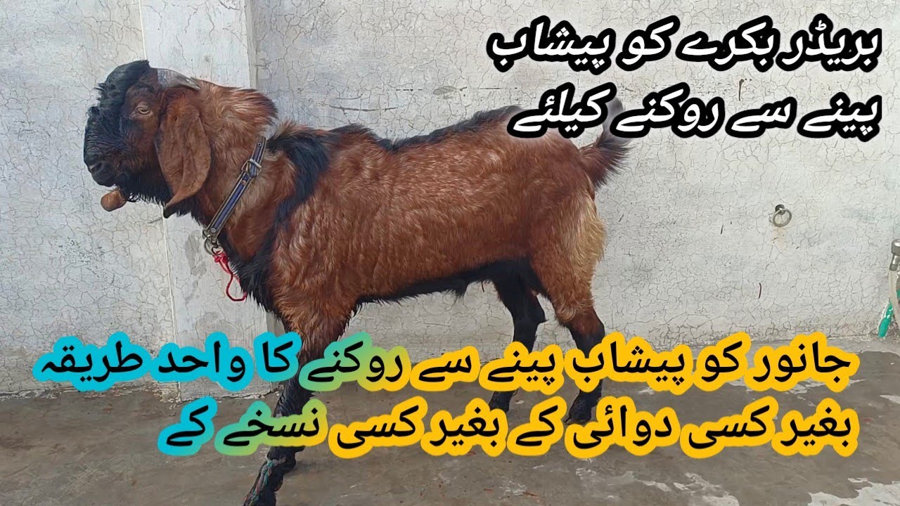 To stop an animal from drinking urine ll Breeder ko urine peeny se rokny ka asaan tarika ll 