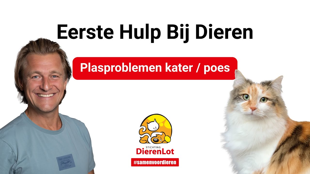 Help, mijn kat plast overal in huis!