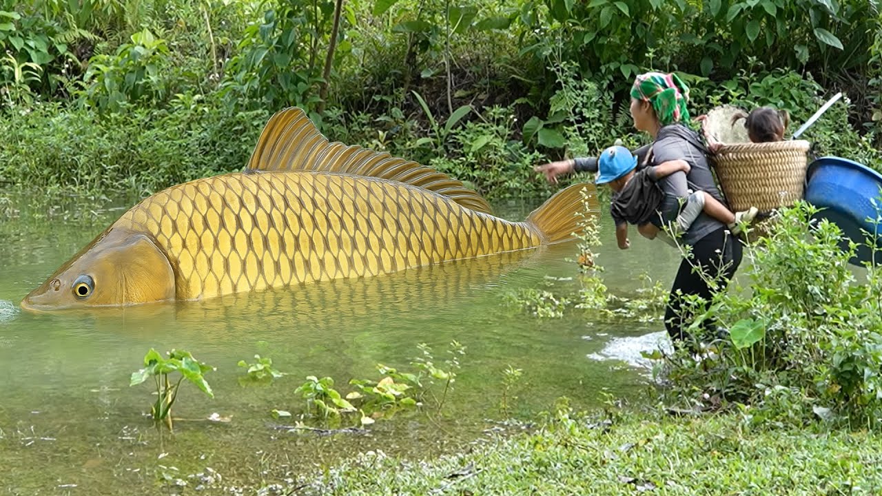 Catching 3000+ Giant River Catfish, Carp & Rohu by Hand to Sell at the Market, Fish Cooking Recipe