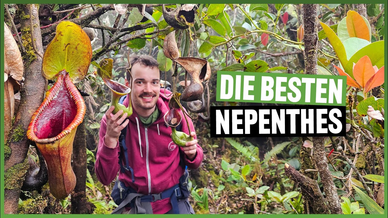 #277 Wir sind die ersten Weißen auf diesem Berg in Borneo!
