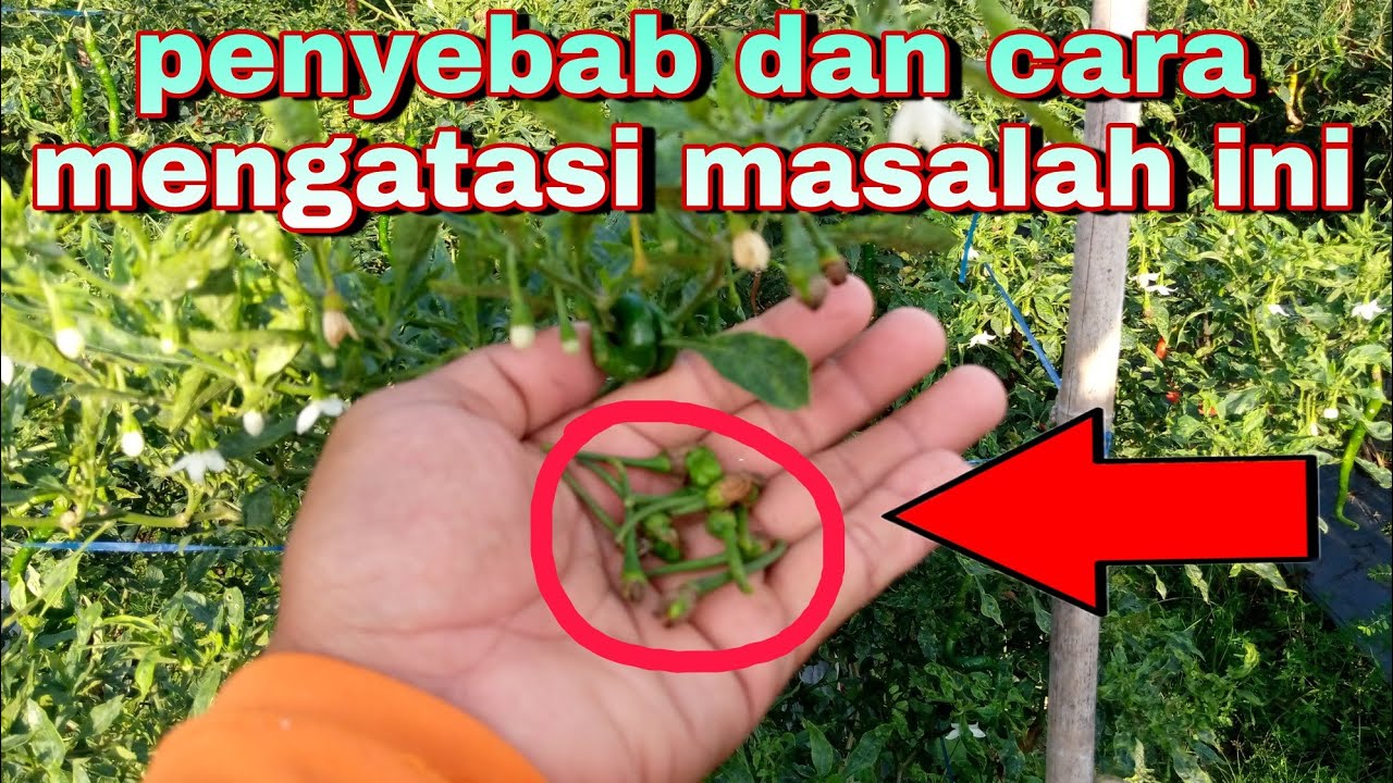 Cara mengatasi buah cabe kerdil.