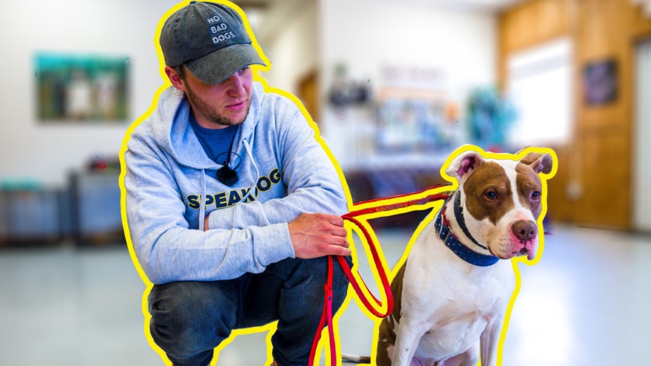 SHELTER DOG WITH BITE HISTORY BEHAVIORAL ASSESSMENT