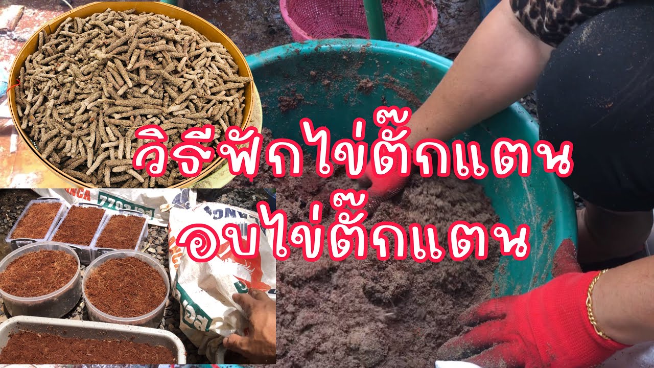 วิธีฟักไข่และอบไข่ให้ออกเยอะๆดูคลิปนี้ฟักเองได้เลย#ตั๊กแตนปาทังก้า #เกษตรพอเพียง_084-9863512