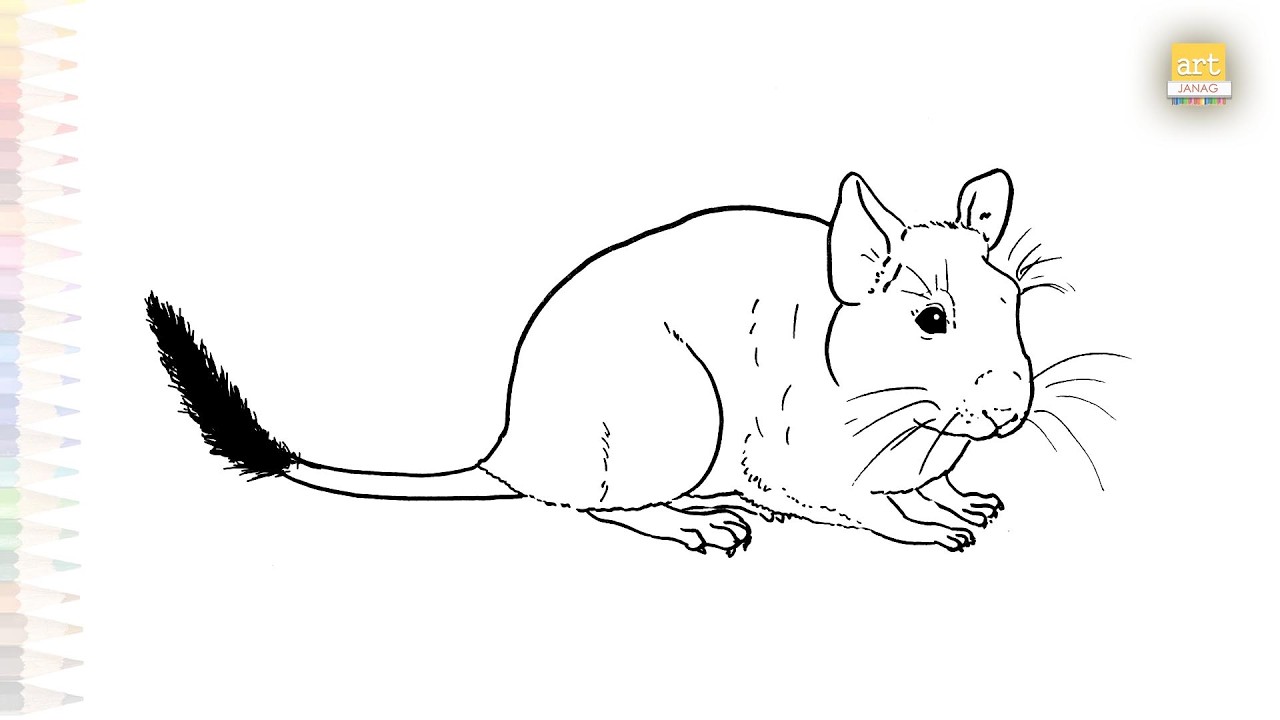 Chinchilla drawings easy | Outline drawing tutorial | How to draw A Chinchilla   simply #artjanag