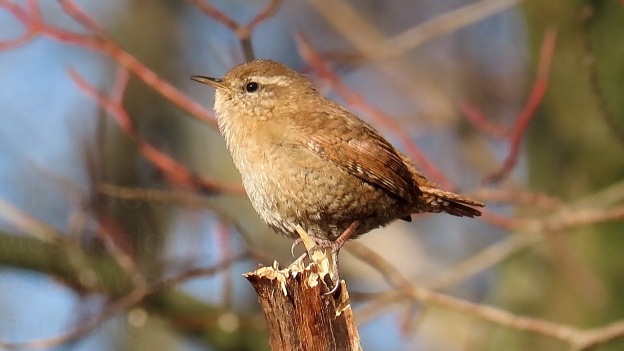 Střízlík obecný, Eurasian Wren, Zaunkönig, Winterkoning, Крапивник, Strzyżyk zwyczajny