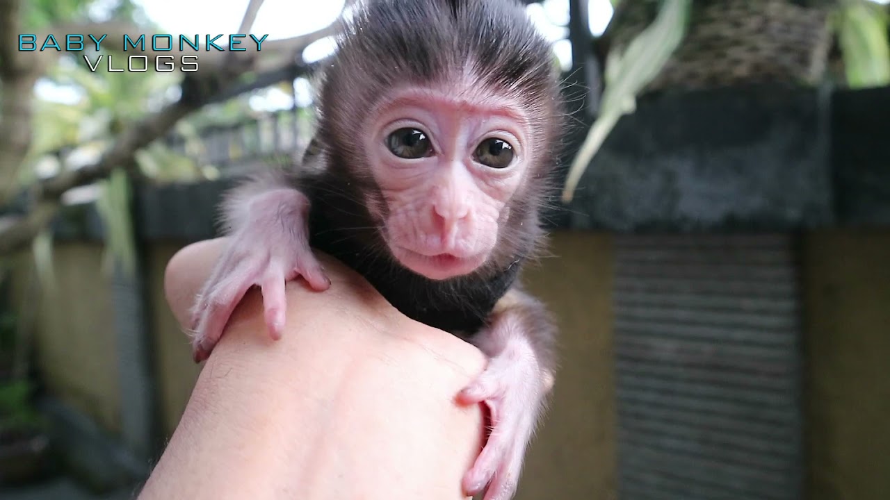 THE BEAUTY OF BABY MOCA